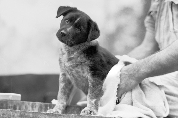 Australian_Cattle_Dog_puppy_mascot